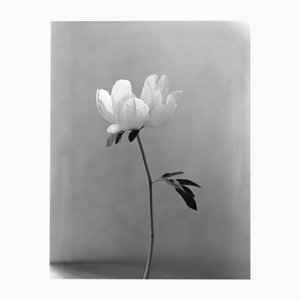 Pivoine - Photographie Florale Noir et Blanc Analogique, Édition Limitée de 10 2022