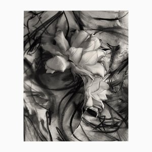 Lily in Charcoal no.3 Abstract Expressionism Photography Edition of 10 2023