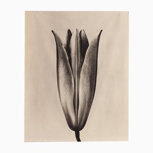 Lily 23 - Rollo de lienzo de algodón orgánico sobre bambú, edición limitada de 5 2023