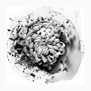 Chrysantemum on Ink - Photographie de film floral en composition avec abstraction d'encre 2023