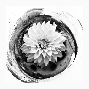 Dahlia on Ink #2 - Fotografia floreale su pellicola in Composition with Ink Abstraction 2023