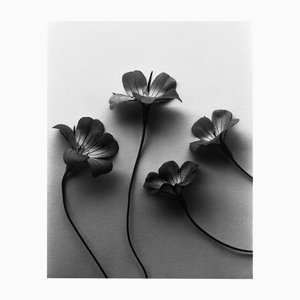 Four Ocean Pearls - Agrostemma Still Life Photography, Limited Edition of 5 2024