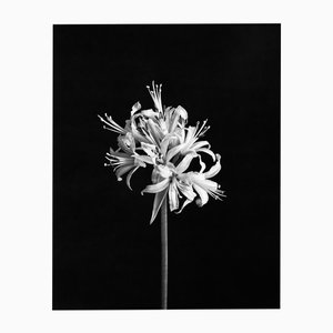 Spider Lily - Analogue Black and White Floral Photography, Limited Edition 20 2024