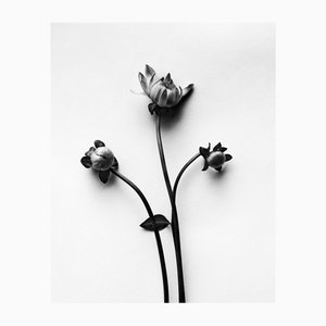 Dahlia Buds - Photographie Florale Analogique Noir et Blanc, Édition Limitée 20 2024