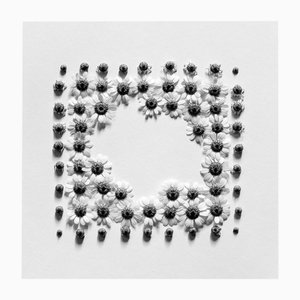 Ramunės - Photographie florale abstraite analogique en noir et blanc, 3 sur 5 2022