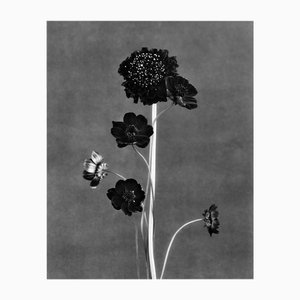Black Blooms - Limited Edition Large Format Floral Photography on Fine Art Paper 2024