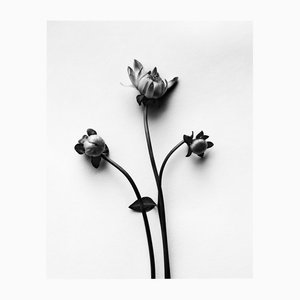 Dahlia Buds - Photographie Florale Analogique Noir et Blanc, Édition Limitée 5 2024