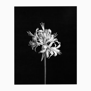 Spider Lily - Photographie Florale Noir et Blanc Analogique, Édition Limitée 5 2024