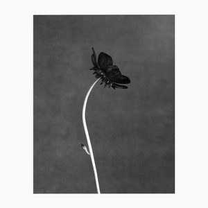 Black Bloom - Photographie florale analogique en noir et blanc, édition limitée 5 2024