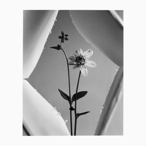 Framed Dahlia - Photographie florale analogique en noir et blanc, édition limitée 5 2024