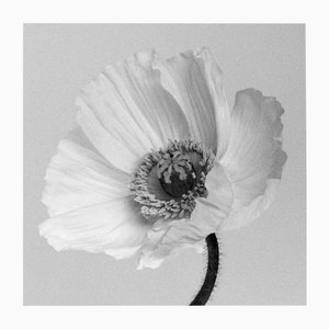 Poppy no.2 - Fotografia floreale analogica in bianco e nero, Edizione limitata (2/20) 2023