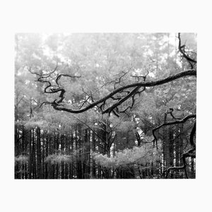 Pin de la Baltique - Photographie d'art signée avec copie en pré-commande de Solace Book 2024