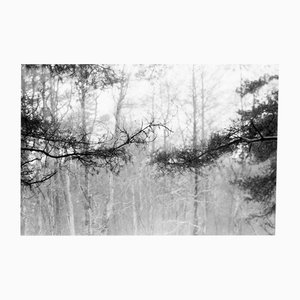 Forêt de pins baltes - Photographie analogique en noir et blanc, édition limitée à 20 exemplaires. 2023