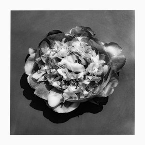 Peony in Water - Black and White Floral Photography, Limited Edition of 20. 2023
