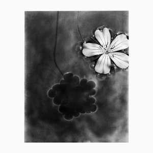 White Bloom in Water - Black and White Floral Photography, Limited Edition of 20 2023
