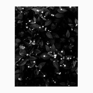 Notte stellata - Fotografia floreale in bianco e nero, edizione limitata di 20 2025