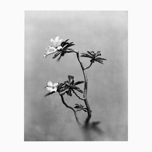 Desert Rose - Black and White Floral Photography, Limited Edition of 20 2025