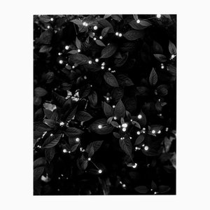 Sternennacht - Schwarz-Weiß-Blumenfotografie, Limitierte Auflage von 5 2025