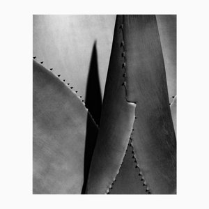 Agave no.2 - Monochrome Abstraction, de Édition Limitée de 20 2025