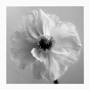 Poppy no.4 - Analogue Black and White Floral Photography, Limited Edition of 20 2025