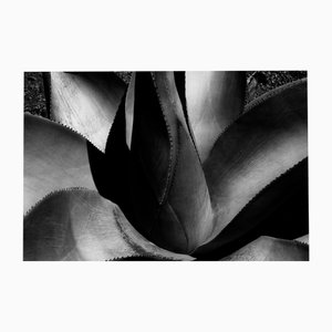 Agave - Monochrome Abstraction, de Édition Limitée de 20 2025