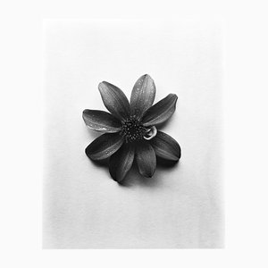 Single Dahlia - Photographie Florale Noire et Blanche, Édition Limitée de 20 2023