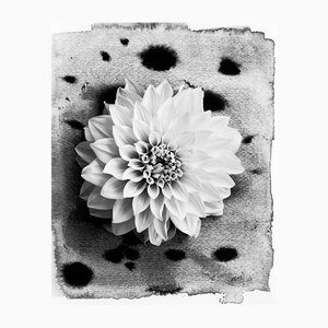 Dahlia on Ink no.3 - Photographie florale en composition avec abstraction à l'encre 2023