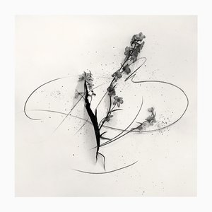 Delphinium in Cut - Abstract Analogue Floral Photography, Limited Edition 2 of 5 2023