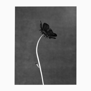 Black Bloom - Limited Edition Large Format Floral Photography on Fine Art Paper 2024