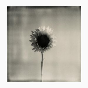 Tournesol - Photographie Florale Polaroid Noir et Blanc, Édition Limitée de 20 2023
