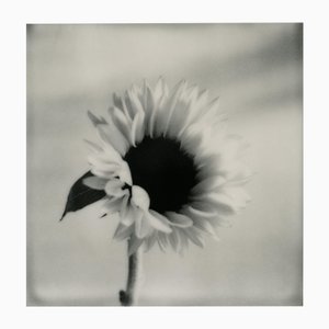Tournesol no.2 - Photographie Florale Polaroid Noir et Blanc, Édition Limitée 20 2023