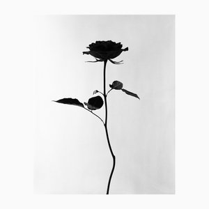 Black Rose - Photographie Florale Noire et Blanche, Édition Limitée de 20 2023