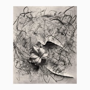 Lily in Charcoal no.2 Abstract Expressionism Photography Edition von 20 2023