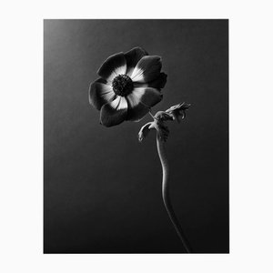 Anemone - Photographie Florale Analogique Noir et Blanc, Édition du 20 2023