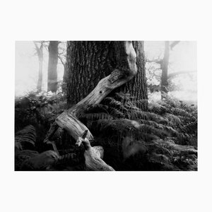 Fallen - Photographie analogique de forêt en noir et blanc, édition limitée de 20 2022
