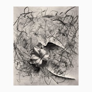 Lily in Charcoal no.2 Abstract Expressionism Photography Edition von 10 2023