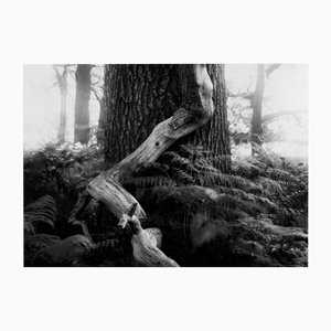 Fallen - Photographie analogique en noir et blanc Woodland, édition limitée de 10 2022