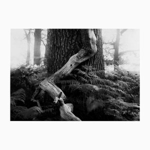 Fallen - Analogue Black and White Woodland Photography, Limited Edition of 20 2022