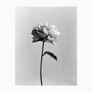 Pivoine no.3 - Photographie florale analogique en noir et blanc 2022