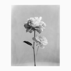 Pivoine no.2 - Photographie florale analogique en noir et blanc 2022