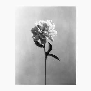 Peony no.4 - Fotografia floreale analogica in bianco e nero 2022