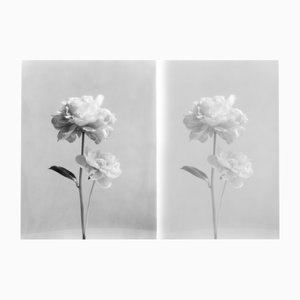 Double Peony - Still Life Film Photography Collage, édition limitée de 5 2023