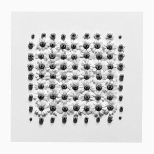 Ramunės no.2- Abstract Analogue Black and White Floral Photography, Edition of 5 2022