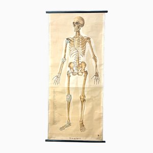 Large Human Skeleton School Wall Chart in Linen from German Health Museum Cologne, Germany, 1950s