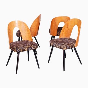 Mid-Century Stühle aus Buche & Eiche, Slowakei, 1959, 4 . Set