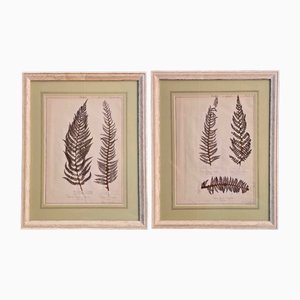 Large 19th Century French Herbarium, Set of 2
