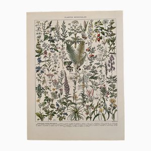Adolphe Millot, Plantas medicinales (Absenta), 1930, Litografía, Enmarcado