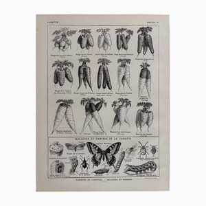 R. Dumont, Carrots, 1920s, Lithograph, Framed