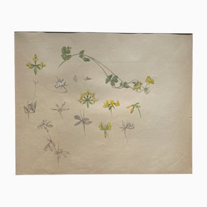 Marcel Corrette, Jugendstil-Blumenstudie: Lotier Corniculé, Gouache, Bleistift und Aquarell, gerahmt