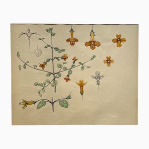 Marcel Corrette, Estudio floral Art Nouveau de Gloxinia de Nueva Zelanda, Gouache, Lápiz, Acuarela y tinta china, Enmarcado